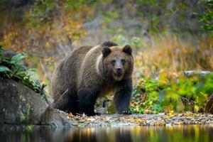 Brown bear in autumn forest. Animal in nature habitat photo