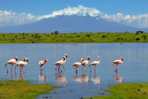 Flock of flamingos wading in the shallow lagoon water photo