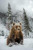 Adult Brown bear in cold time. Animal in wild winter nature photo