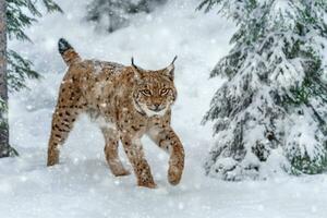 Closeup Adult Lynx in cold time. Bobcat snow in wild winter nature photo