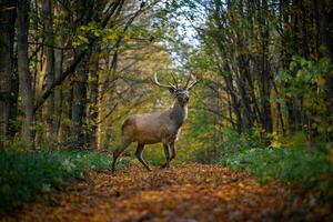 Deer with big horns stag in autumn forest. Wildlife scene from nature photo