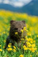 Bear cub in spring grass on mountain background. Dangerous small animal in nature meadow with yellow flowers photo