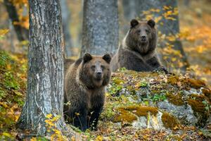 Two brown bear in autumn forest. Animal in nature habitat photo