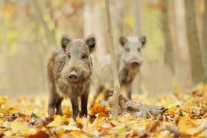 Baby wild boar in autumn forest. Wildlife scene from nature photo