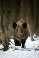 Wild boar in winter forest. Animal in nature habitat. Big mammal. Wildlife scene photo