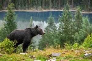 Big brown bear in the forest with lake photo