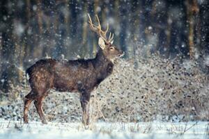 Adult roe deer in the winter forest with snowfall. Animal in natural habitat photo