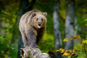 Brown bear on branch in autumn forest. Animal in nature habitat. Wildlife scene photo