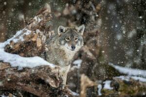 gris lobo, del perro lupus en el invierno bosque foto