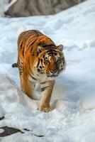 de cerca adulto Tigre en frío tiempo. Tigre nieve en salvaje invierno naturaleza foto