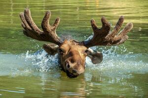 Majestic portrait moose swimming in lake with big horns in summer forest photo