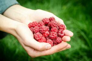 Hands holding raspberries photo