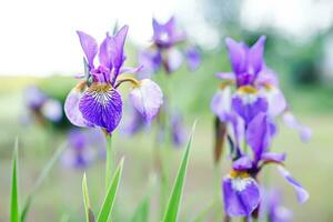 romántico floral arreglo de púrpura iris flores y verde hojas en un parque antecedentes foto