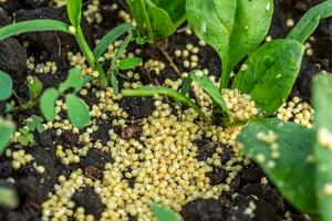 Millet to protect against ants and aphids affected by diseased spinach. photo