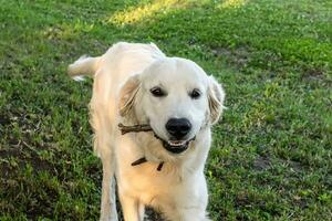 A large white Labrador retriever carries a stick in the summer on a lawn with a clover photo