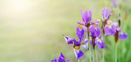 hermosa azul iris flores con intrincado pétalo patrones creciente en un lozano jardín foto