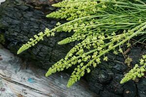 black mullein, dark mullein, On a wooden plank collected by herbalist before flowering for use in alternative medicine. photo