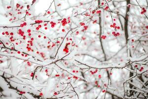 rojo bayas en un árbol cubierto en nieve foto