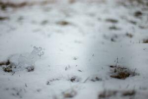 Christmas toy deer in the snow. Christmas card. Winter background. photo