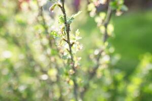 Forestiera acuminata, commonly known as eastern swamp privet A shrub in spring during the flowering period. Flowering branches of a blossoming tree on a spring day photo