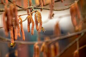 Hazelnut catkins on the branches of a tree in spring photo