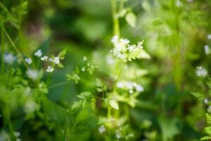 Chervil, Anthriscus cerefolium , sometimes called French parsley or garden chervil Small white flowers on a green background. Soft focus photo