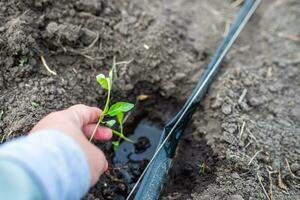 Farmer's hand holding pepper seedlings while planting in fertile soil in a bed in a vegetable garden near a drip irrigation pipe. Hole with water and seedlings photo