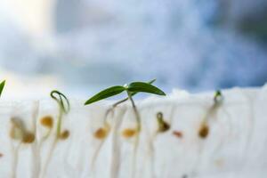 brotado desde semillas en baño papel, microverde pimienta coles. métodos de germinación de semillas a hogar. preparación para trabajo en el jardín. creciente vegetales en un eco-granja foto