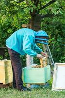 The beekeeper took out a frame from a single green hive. Apiary with calm bees. Checking the hives for roe. photo