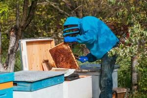 un apicultor examina un marco con miel abejas. un apicultor en un colmenar soportes por un Colmena con un abeja familia. artificial inseminación de reina abejas. el selección de reina abejas. foto