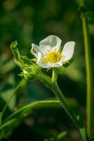 Strawberry flowers. Blooming strawberries. Beautiful white strawberry flowers in green grass. Meadow with strawberry flowers. Nature strawberry flower in spring. Strawberries flowers in meadow. photo