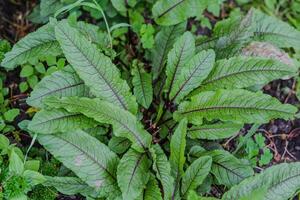 Rumex sanguineus, docks and sorrels, genus Rumex L. green with purple veins young leaves in a garden in a village in the garden. Non-GMO diet product. Ecological farming. photo