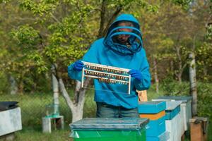 beekeeper is holding a plate with queen cells. Beekeeping queen cell for larvae of queen bees. A beekeeper in an apiary on the background of an open beehive with a frame with sealed queen bees photo