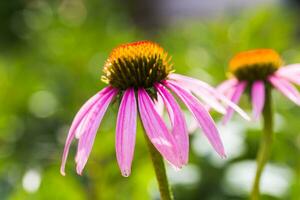 Bee close-up on a flower of echinacea, coneflowers. The bee collects the nectar from the flower of Echinacea purpurea. photo