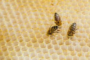 abejas recoger miel desde panales en de madera marcos miel es un real obra maestra de naturaleza, cuales tiene un genial gusto y muchos beneficioso propiedades para salud foto