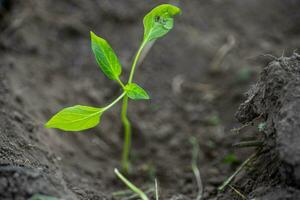 Pepper seedlings transplanted into the ground after shipment. Planting vegetables in the garden in spring. Injured pepper leaves during mailing photo