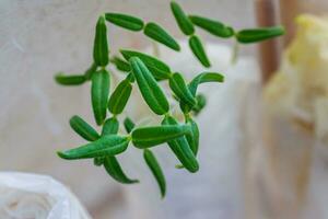 Microgreen pepper sprouts germinated from seeds are germinated in toilet paper in a container on the window. Concept of vegan and vegetarian food. Seed germination methods photo