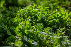 Leaves of arugula in the rays of the setting sun. Green fresh leaves in garden in village. Non-GMO diet product. Ecological farming. photo