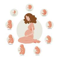 Pregnant woman and baby embryos at different stages of development. The concept of medicine and healthcare. Illustration, vector