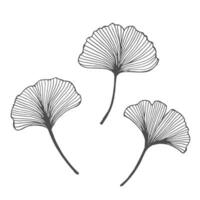 Set of hand drawn outline ginkgo leaves. Decor elements, vector