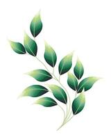 Branch with tender blurred leaves of eucalyptus. Postcard, print, vector