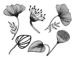 Set of hand drawn outline flowers and leaves. Decor elements, vector