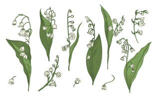 Lily of the valley realistic collection. Hand drawn buds, leaves and stems set. Colorful vector illustration.