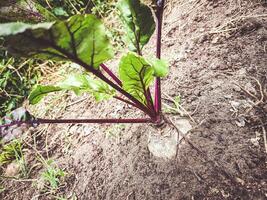 Beetroot  in the vegetable garden photo