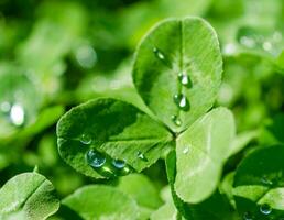 Dew drops closeup photo