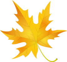 Autumn Maple Leaves png