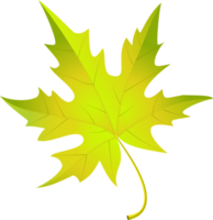 Autumn Maple Leaves png