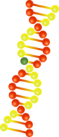 Dna strands icon png