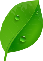 lucido verde le foglie png