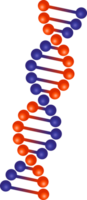 Dna strands icon png